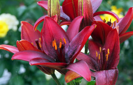 colorful blooming purple lilies in the gardenの写真素材