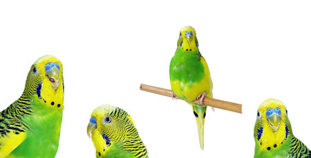 budgerigars isolated on white background. wavy parrots.