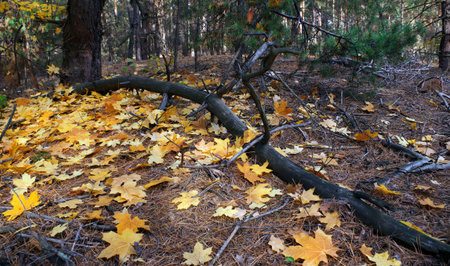 autumn in the forest. yellow fallen maple leaves in the forest. fallen maple.