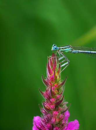 river dragonfly on a bright pink flowerの写真素材