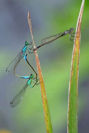 little dragonflies on the river. dragonflies on the water close upの写真素材