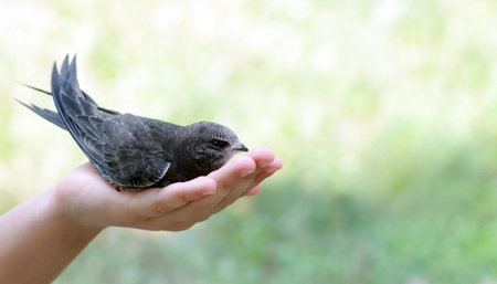 Common swift sitting in girls hand. copy space. selective focus