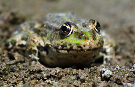 water frogs. bright green frog in the sand. close up