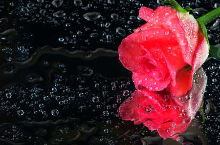 pink roses in drops of water on a mirror surface. close upの写真素材