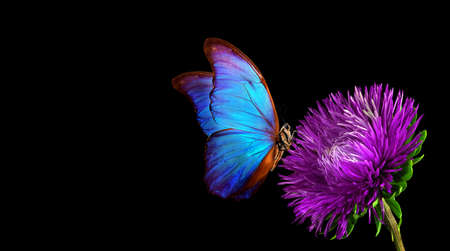 blue tropical morpho butterfly on purple aster flower isolated on black. copy spaceの写真素材