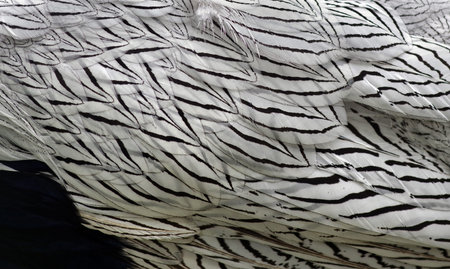 bird feathers texture background. abstract bird plumage patternの写真素材