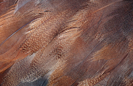 plumage of the duck's wing. bird feathers texture background