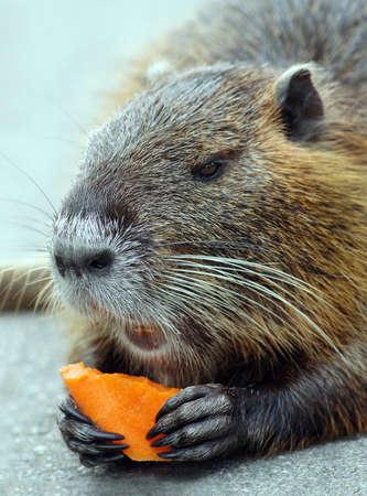 Coypu. nutria eats carrots close-up.の写真素材
