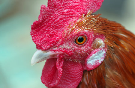rooster. cock head close-up. domestic bird. copy spaceの写真素材