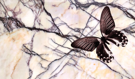beautiful black and white butterfly on a pink marble backgroundの写真素材