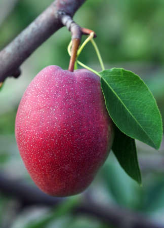 ripe red pears in the garden. natural organic fruits. red pears on a branch. copy spaceの写真素材