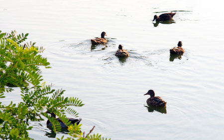 wild ducks swim on the pond. selective focus