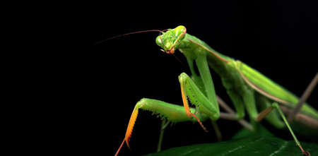 colorful bright green mantis on black close-up. copy spaceの写真素材