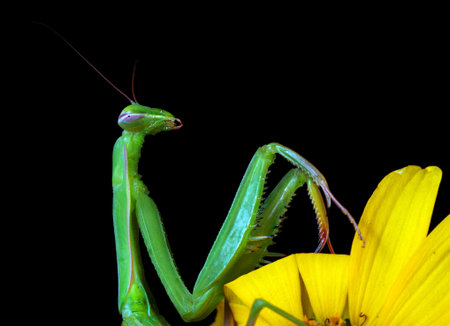 colorful green mantis on black background close-up