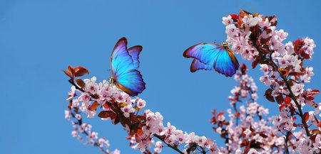 blossoming sakura. branches of blossoming sakura and bright blue morpho butterflies against blue...