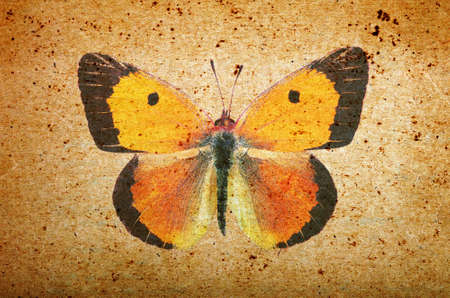 old paper texture and orange butterfly. grunge background with butterfly close up.の写真素材