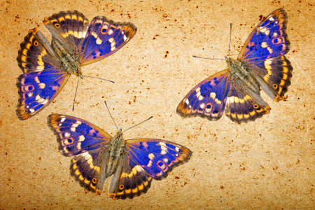 old paper texture and blue butterflies. grunge background with butterfliesの写真素材