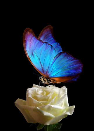 bright blue tropical morpho butterfly on tender white rose in water drops isolated on black. close upの写真素材