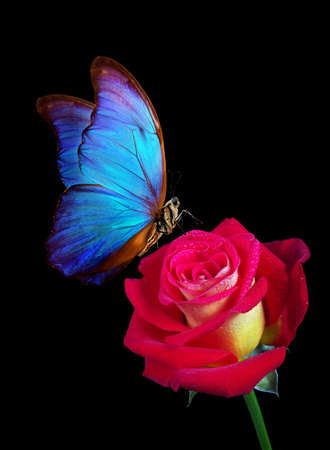 bright blue tropical morpho butterfly on tender red rose in water drops isolated on blackの写真素材