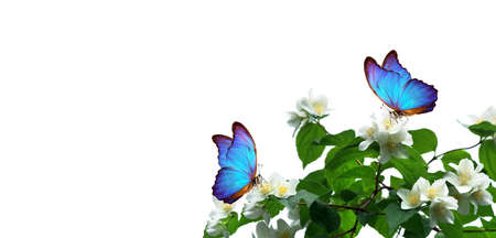 bright blue tropical morpho butterflies on white jasmine flowers. butterflies on flowers. copy spaceの写真素材