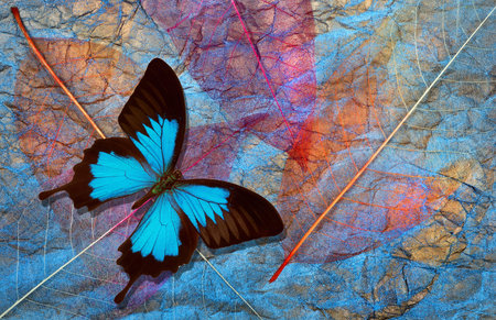 Abstract natural blue background. blue Ulysses butterfly and transparent leaves texture background....