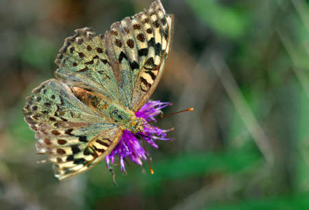 bright spotted butterfly on a purple flowerの写真素材