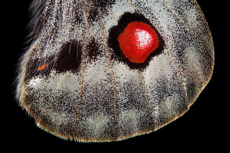 Apollo butterfly wing isolated on black. macro photography butterfly wingの写真素材