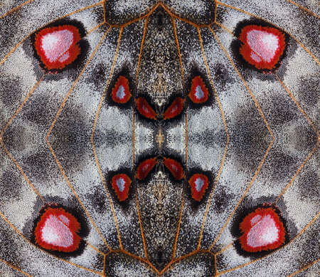 abstract pattern of apollo butterfly wings. butterfly wings ornamentの写真素材