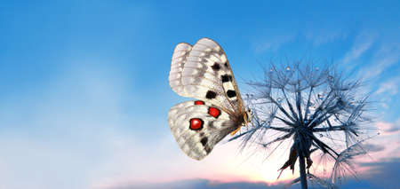 bright apollo butterfly on fluffy dandelion seeds against the blue sky. butterfly at sunriseの写真素材