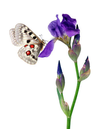 bright butterfly apollo parnassius on iris flower isolated on white. butterfly on flower for designの写真素材