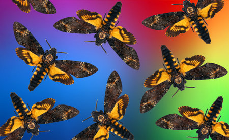 ornament of butterflies Death's-head Hawkmoth on a blurred multicolored backgroundの写真素材