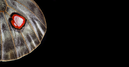 butterfly wing texture, close-up. apollo parnassius butterfly wing. copy space