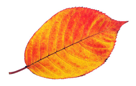 bright colorful fallen sakura leaf isolated on whiteの写真素材