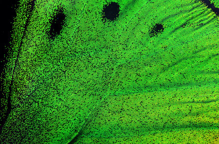birdwing butterfly wing texture background. macro photography butterfly wing.