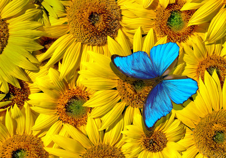 bright blue tropical morpho butterfly on colorful sunflower flowersの写真素材