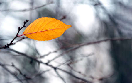 lonely colorful yellow autumn leaf on a branch. sakura leaf in autumn.の写真素材