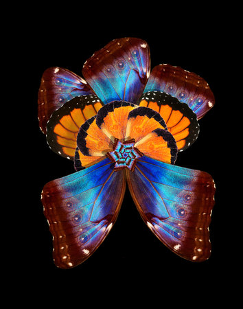 tropical butterfly wings ornament. bright colorful flower from the wings of butterflies. exotic tropical flowerの写真素材