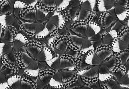 black and white tropical morpho butterflies texture background. abstract pattern of black and white flying butterflies.の写真素材