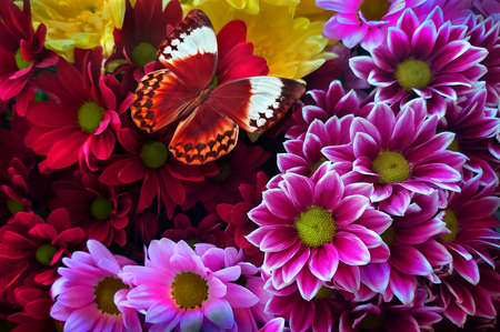bright colorful tropical morpho butterfly on multicolored chrysanthemum flowers. butterfly on flowers backgroundの写真素材