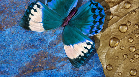 bright blue tropical morpho butterfly on a gold leaf in water drops. Blue and golden texture...