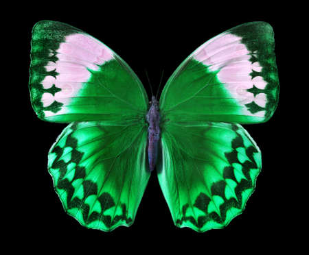 colorful green tropical morpho butterfly isolated on black.の写真素材