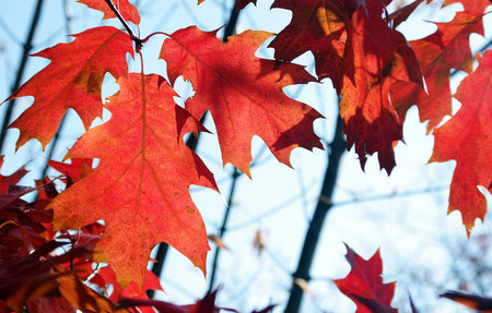 bright red autumn oak leaves