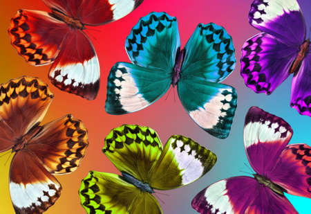 Colors of rainbow. Pattern of multicolored morpho butterfliesの写真素材