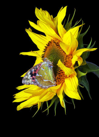 colorful butterfly on sunflower close upの写真素材