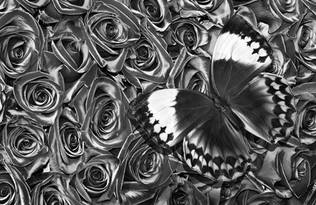 natural black and white background. topical morpho butterfly on rose flowersの写真素材