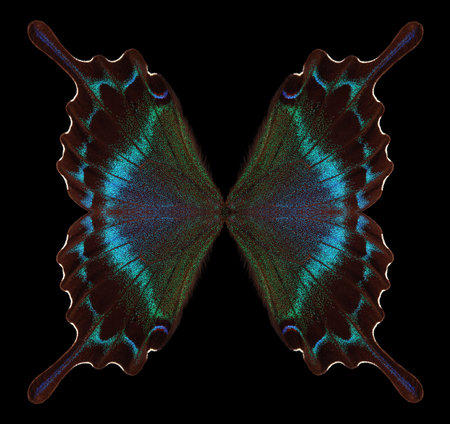 Papilio maackii. Alpine black swallowtail. Colorful exotic swallowtail butterfly wings isolated on...
