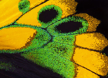 Ornament from the wings of a bright butterfly. Birdwing butterfly. Macro photography tropical...