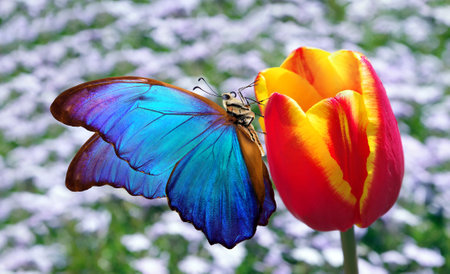 bright colorful blue morpho butterfly on a tulip flowerの写真素材