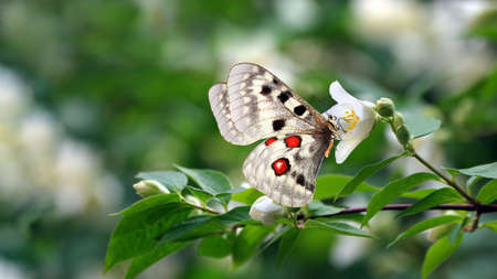 bright beautiful Apollo butterfly on white jasmine flowers.の写真素材