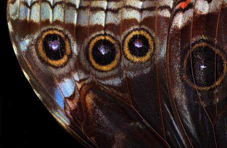Butterfly wing texture background. Detail of morpho butterfly wings.